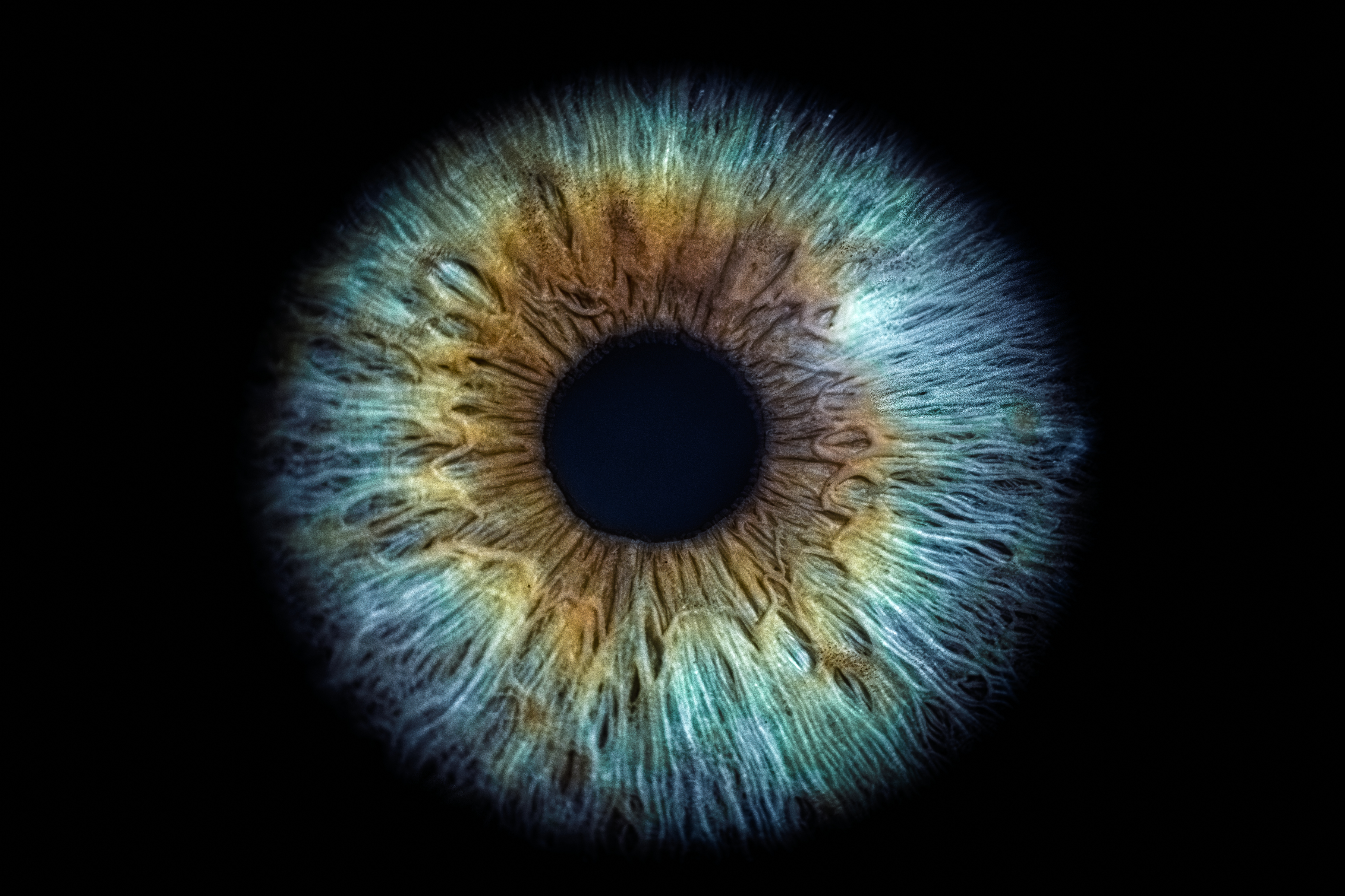 Gros plan d’un iris